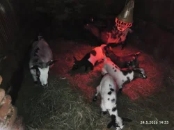 Holandská zakrslá koza - kůzlata
