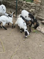 Holandská zakrslá koza - kůzlata