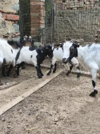 Holandská zakrslá koza - kůzlata