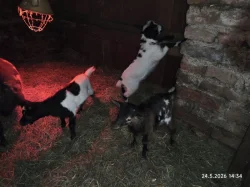 Holandská zakrslá koza - kůzlata