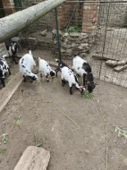 Holandská zakrslá koza - kůzlata