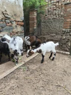 Holandská zakrslá koza - kůzlata