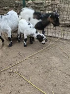 Holandská zakrslá koza - kůzlata