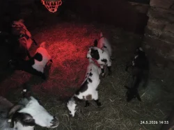 Holandská zakrslá koza - kůzlata