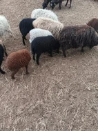 Ouessantská zakrslá ovce jehňátka