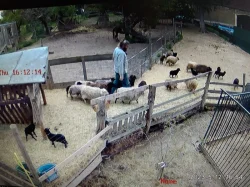 Ouessantská zakrslá ovce jehňátka