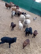Ouessantská zakrslá ovce jehňátka