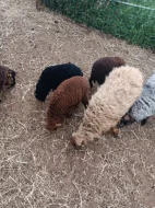 Ouessantská zakrslá ovce jehňátka