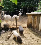 Nandu pampový bílá modrooká forma - Rhea americana