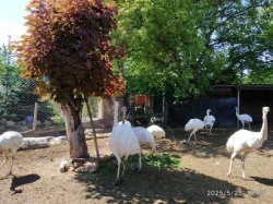 Nandu pampový bílá modrooká forma - Rhea americana