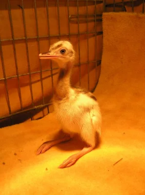 Nandu pampový bílá modrooká forma - Rhea americana