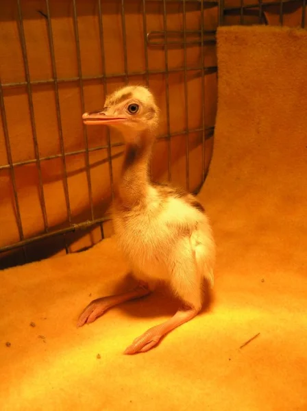 Nandu pampový bílá modrooká forma - Rhea americana