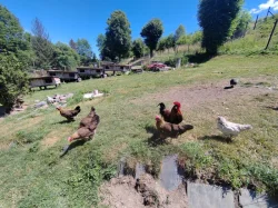 Vlaška koroptví