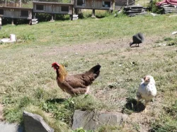 Vlaška koroptví
