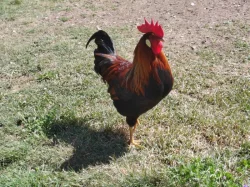 Vlaška koroptví
