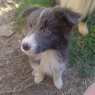 Border kolie bez PP