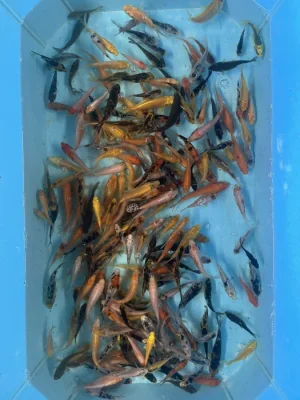 Koi kapři