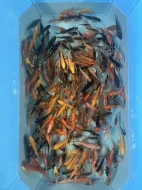 Koi kapři