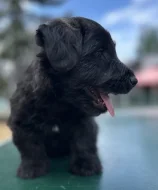Skye terrier s PP