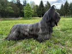 Skye terrier s PP