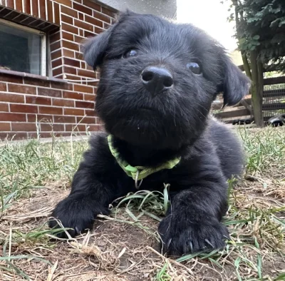 Skye terrier s PP