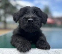 Skye terrier s PP