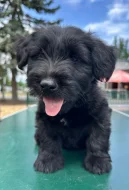 Skye terrier s PP