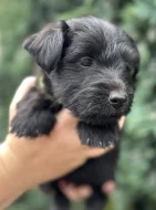 Skye terrier s PP
