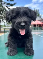 Skye terrier s PP