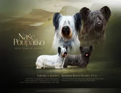 Skye terrier s PP
