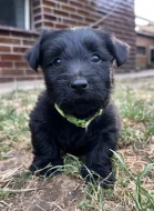 Skye terrier s PP