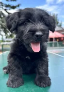 Skye terrier s PP