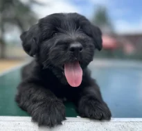 Skye terrier s PP