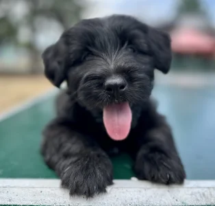 Skye terrier s PP