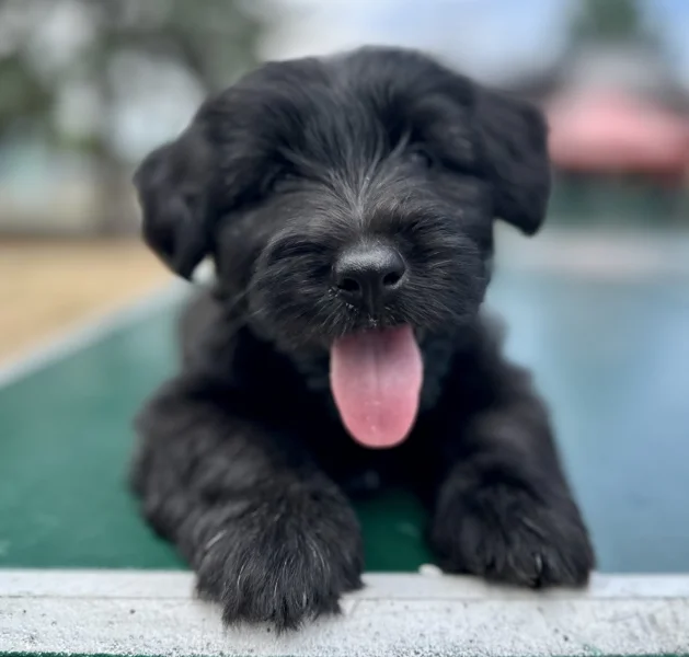 Skye terrier s PP