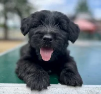 Skye terrier s PP