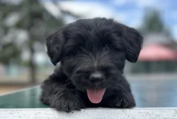 Skye terrier s PP