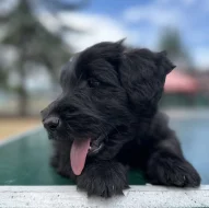 Skye terrier s PP