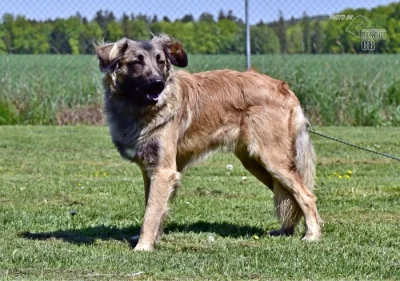 Darujeme nalezeného křížence