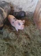 Kune kune a kříženci