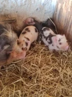 Kune kune a kříženci