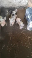Kune kune a kříženci