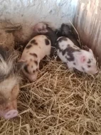 Kune kune a kříženci