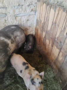 Kune kune a kříženci