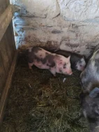 Kune kune a kříženci