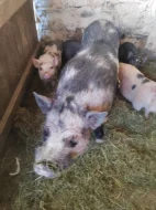 Kune kune a kříženci