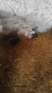 Kune kune a kříženci