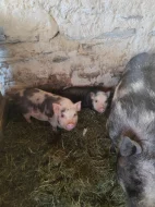 Kune kune a kříženci