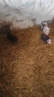 Kune kune a kříženci