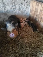 Kune kune a kříženci